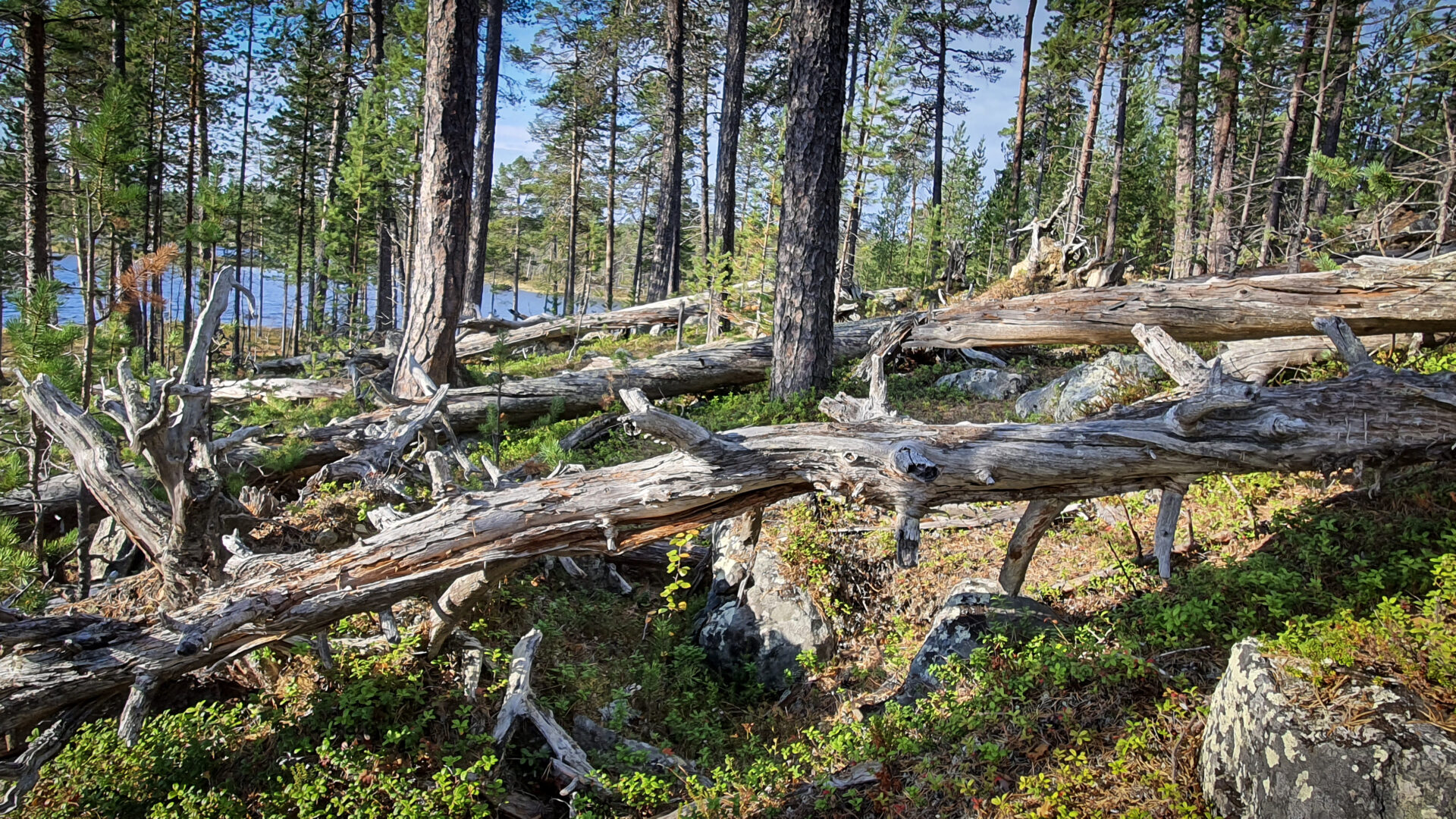 Skog i Øvre Pasvik nasjonalpark
