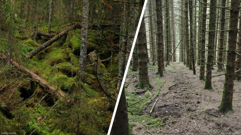 Gammel naturskog vs. eldre trær i granplantasje