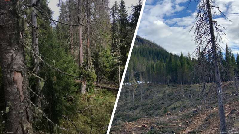 Døde trær i gammel granskog vs. døde trær på hogstflate i granskog.