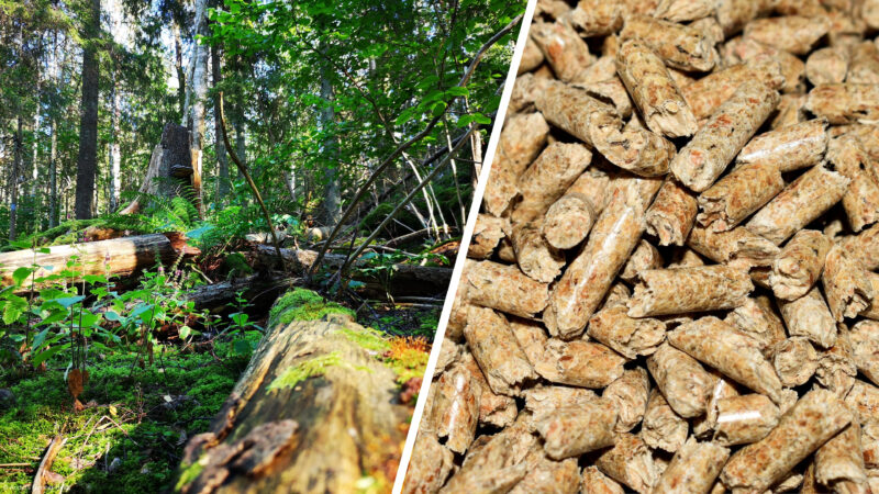 Skog som klimatiltak. Naturskog vs. pellets som illustrasjon.