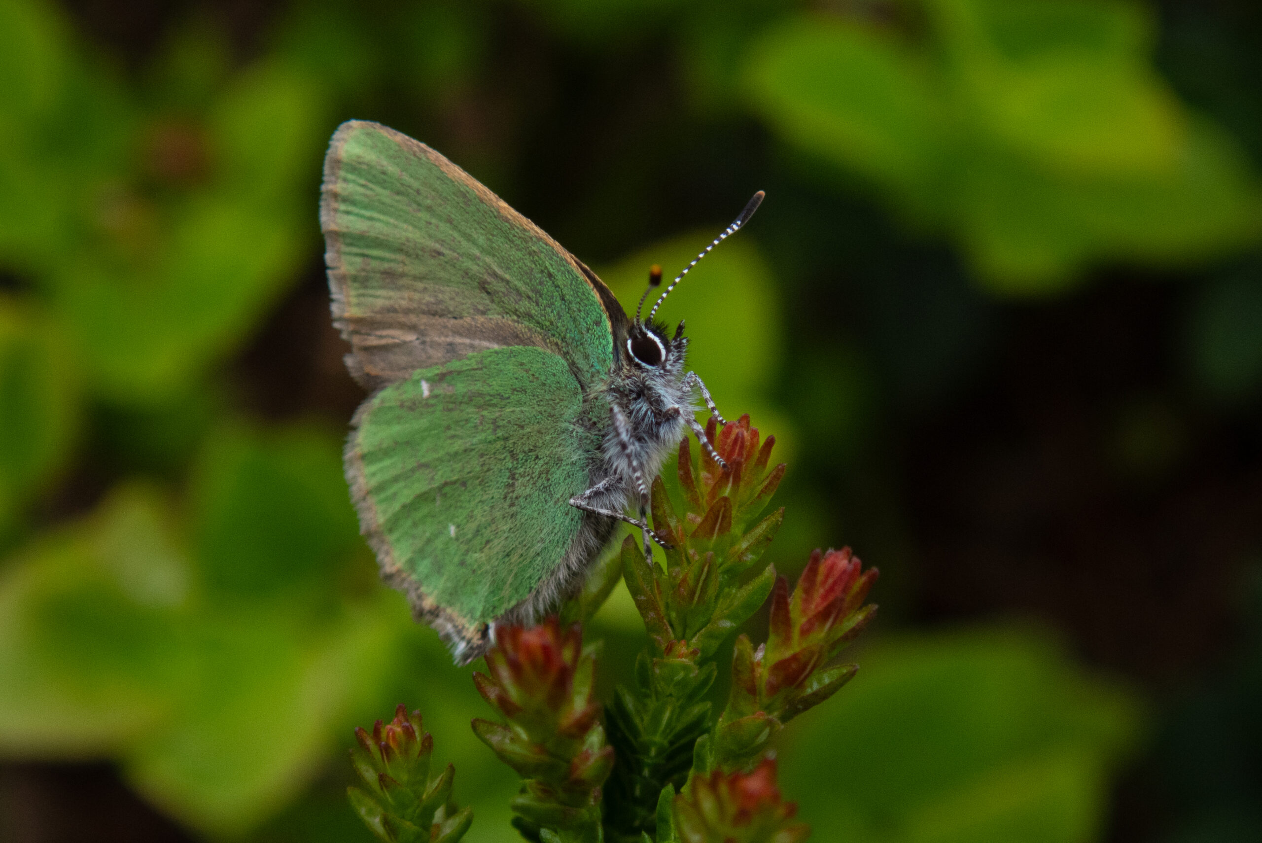 Grønnstjertvinge (Callophrys rubi)