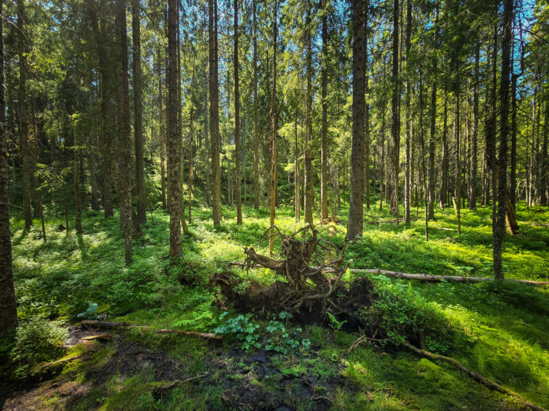 Sumpskog