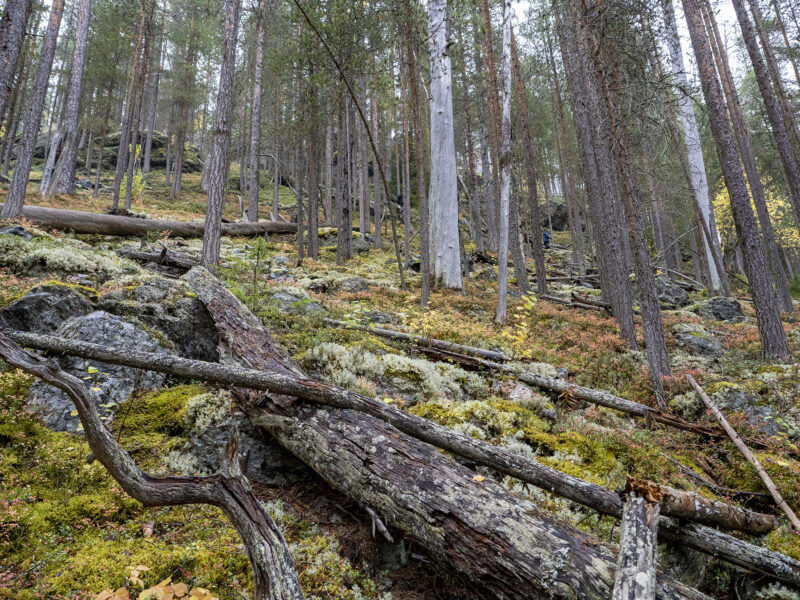 Gammel furuskog