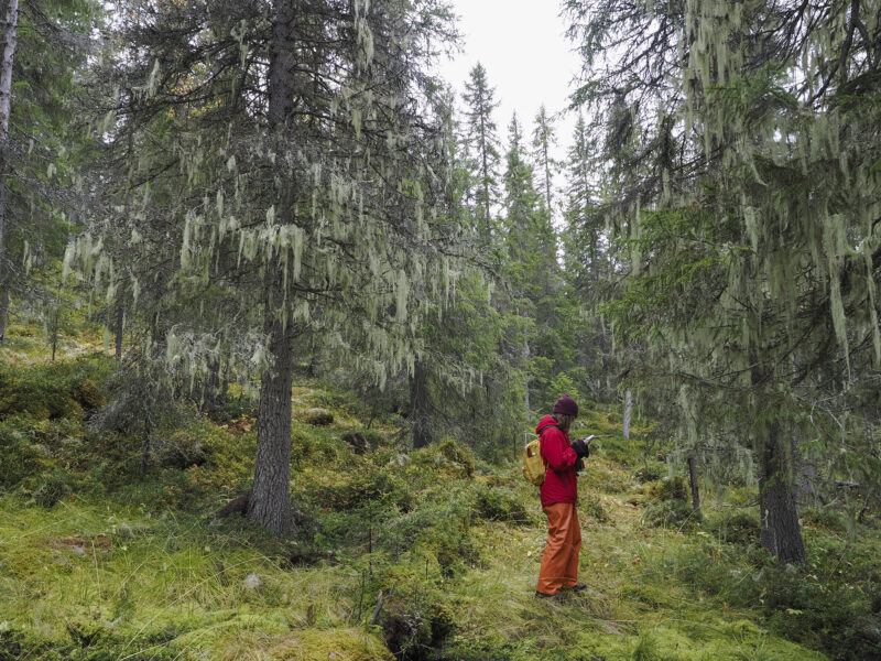 Gammel granskog