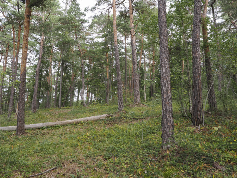 Gammel kalkfuruskog