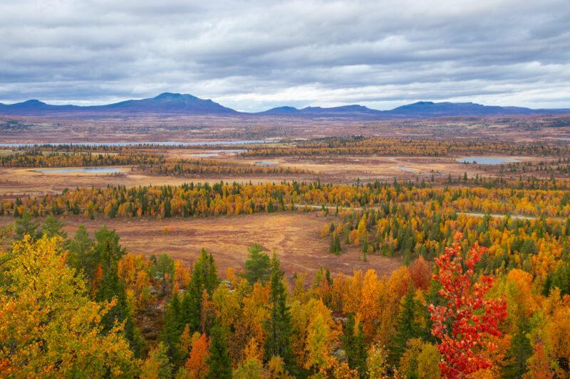 Boreal løvskog