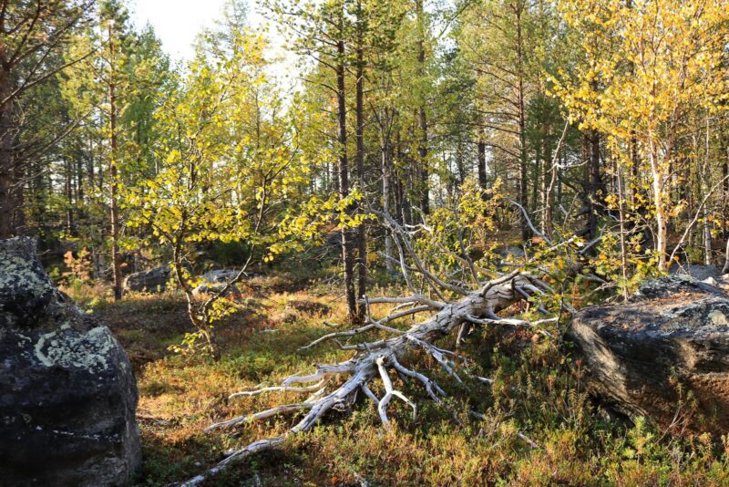 Naturskog med variert skogstruktur