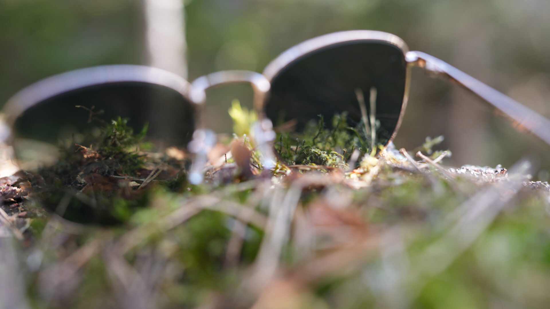 Briller i skogen.